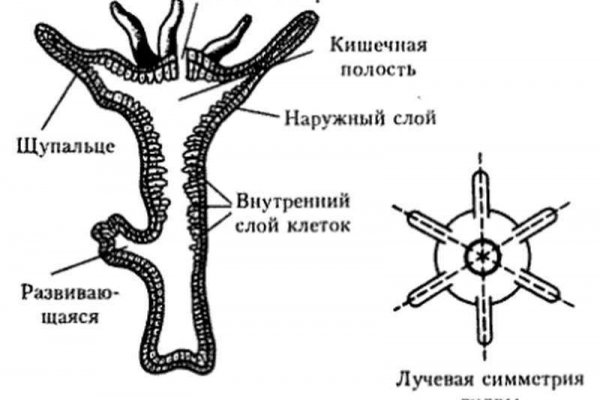 Kra33cc
