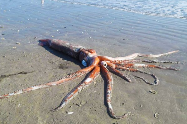 Ссылки зеркала на kraken kraken dark link