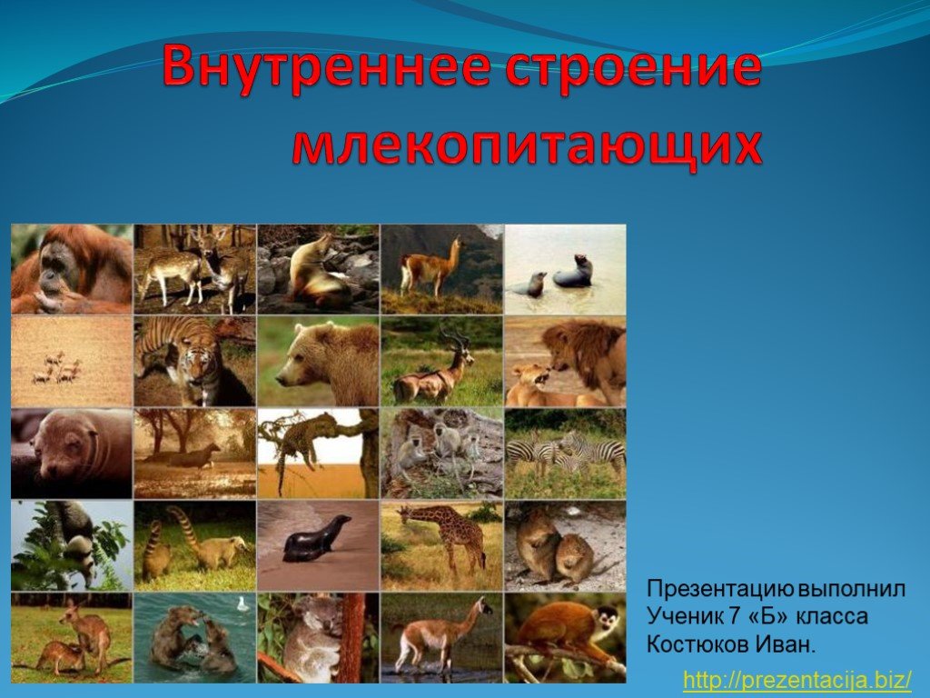 Ссылка кракен не работает